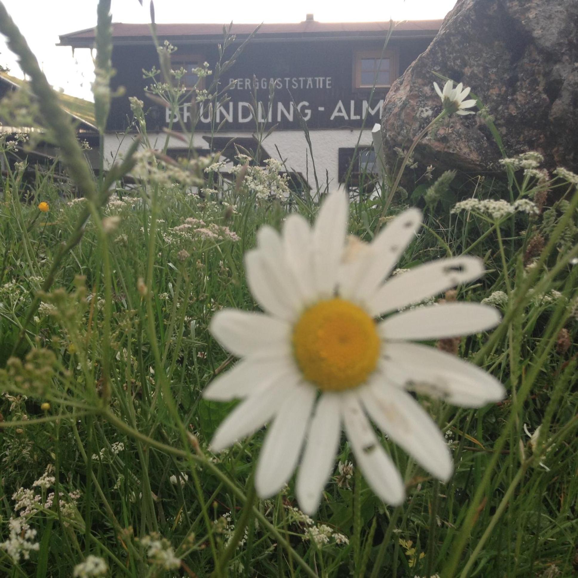 Bruendling-Alm Berggasthof Auf 1167M Auf Dem Hochfelln Hotel Bergen  Kültér fotó